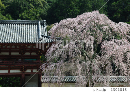 金剛寺の桜　４ 1301018