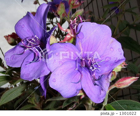 雨上がりの紫紺野牡丹 1301022