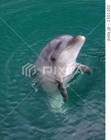 イルカの瞳 1301302