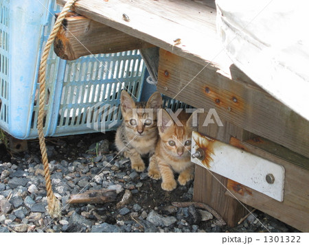 のら子猫 1301322