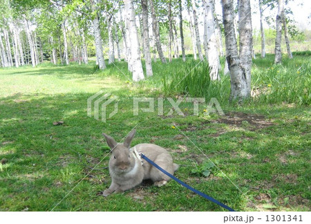 白樺の木陰で 1301341