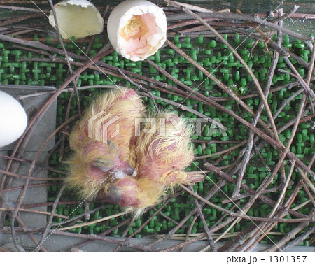 ハトの赤ちゃん誕生の写真素材