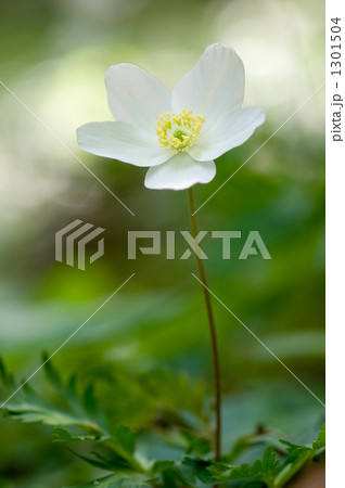 イチリンソウ 1301504
