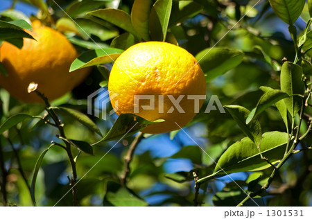 夏みかん 1301531