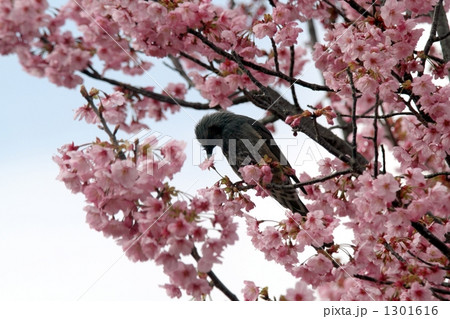 蜜がうまい！ 1301616