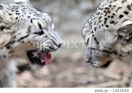 ユキヒョウの兄弟ゲンカ 1301639