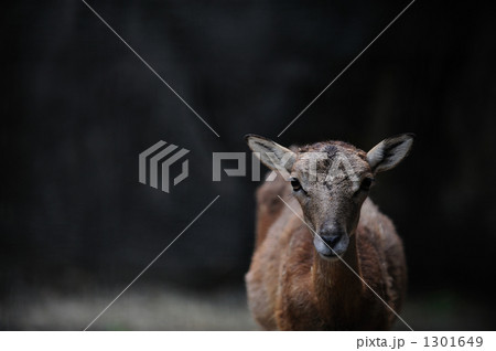 ムフロン_雌 ムフロン_雌 1301649