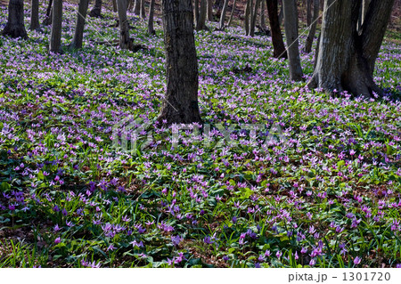 カタクリの群生 カタクリの群生 1301720