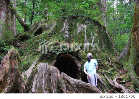 屋久島ウィルソン株 1301750