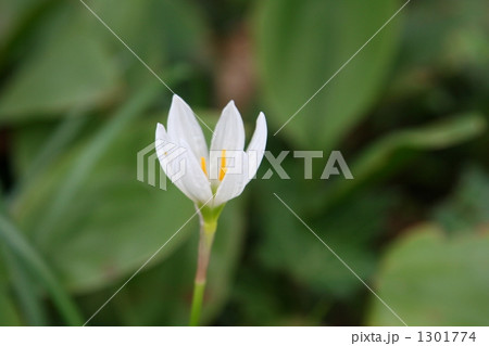 チューリップ チューリップ 1301774