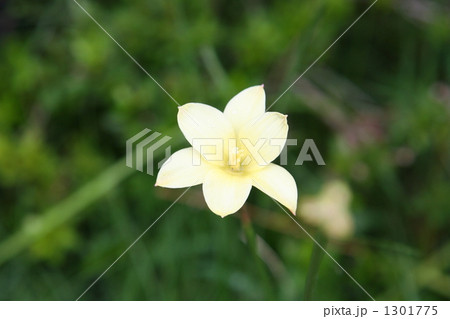 チューリップ 1301775