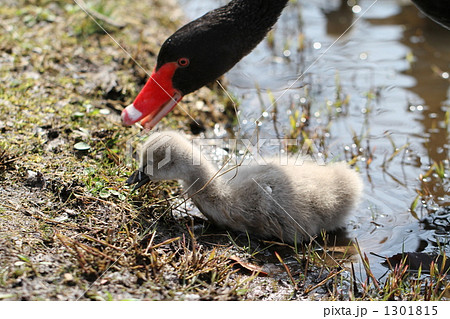 黒鳥の親子 黒鳥の親子 1301815