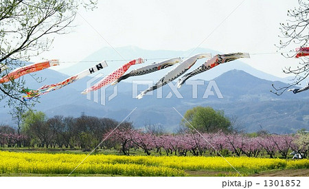 信州小布施小布施橋のこいのぼりと菜の花の春の写真素材