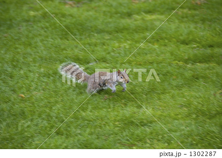 遊び回るリス 遊び回るリス 1302287