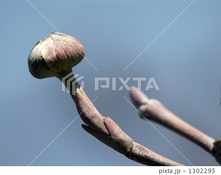 ははみずきの花芽 目は開きかけている、もうすぐ開花する ははみずきの花芽 目は開きかけている、もうすぐ開花する 1302295