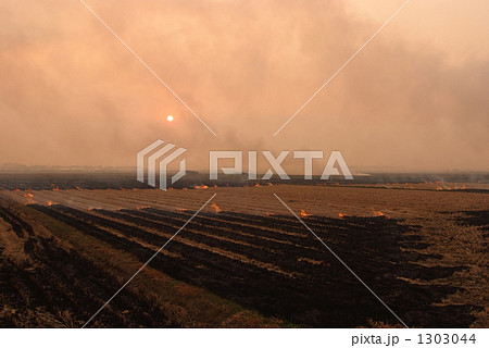焼畑農業 1303044