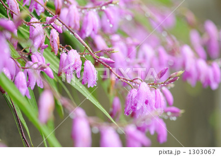 シランの花 シランの花 1303067