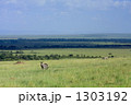 草原のシマウマ 1303192