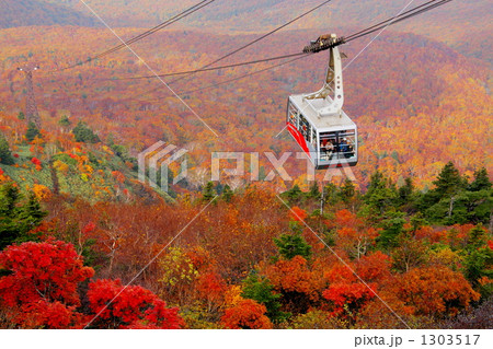 八甲田の紅葉とロープウェー 1303517