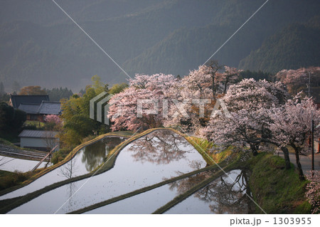三多気の桜 1303955