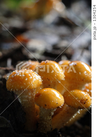 なめこ 1304254