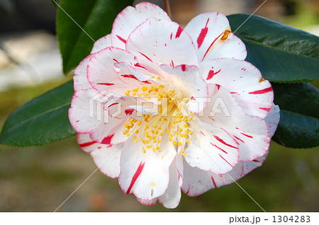つばきの園芸品種、プリンセス雅子 1304283