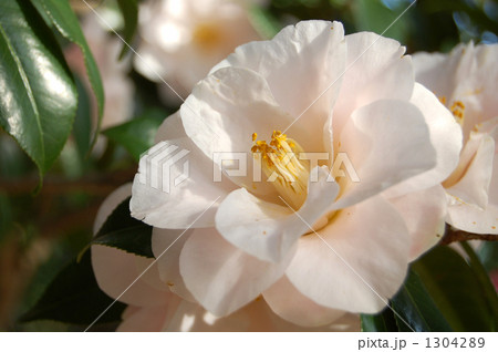 つばきの園芸品種、羽衣 つばきの園芸品種、羽衣 1304289