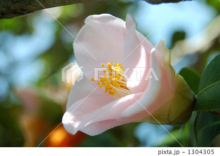 つばきの園芸品種、奥侘 1304305