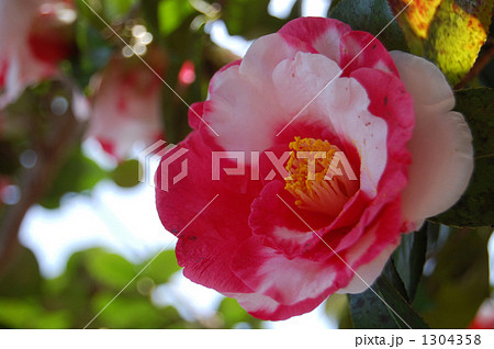 つばきの園芸品種、江戸椿、岩根絞 1304358