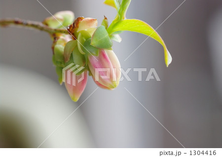 1304416