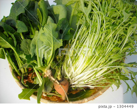 冬野菜の収穫 1304449