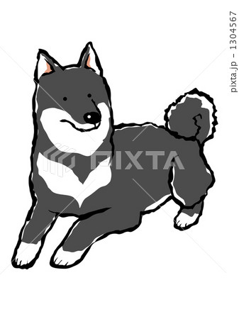 伏せをする黒柴犬のイラスト素材 [1304567] - PIXTA
