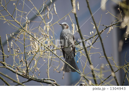 ヒヨドリと槐(エンジュ)の実 1304943