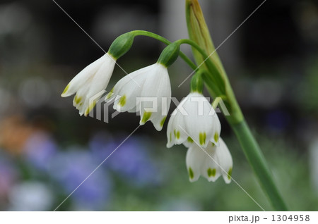 すずらん水仙（スノーフレーク） 1304958