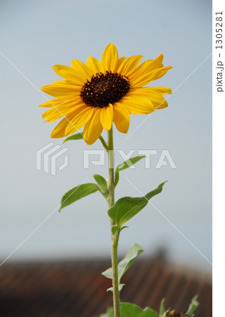 1305281