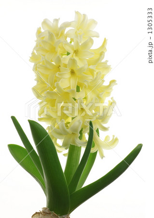 ヒヤシンス‘シティオブハールレム’ 1305333