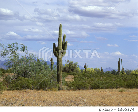 ハシラサボテン 1305374