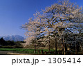 弘法桜と岩手山 1305414