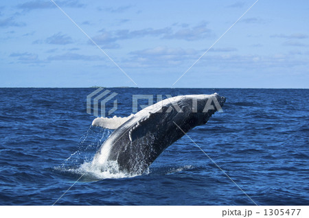 ザトウクジラのブリーチング 1305477