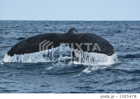 ザトウクジラの尾びれ 1305478