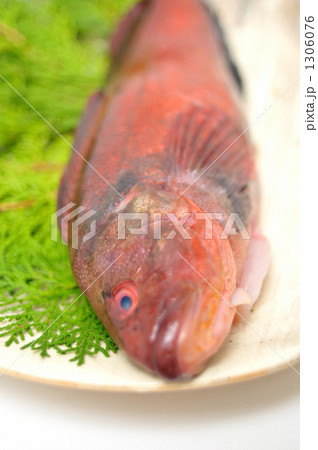 イナメ（北海道産）。 1306076