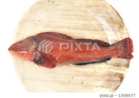 アイナメ(北海道産)。 アイナメ(北海道産)。 1306077