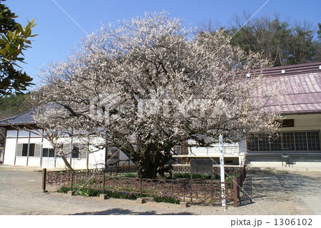 信州須坂桜100選臥龍公園野裏にある梅 信州須坂桜100選臥龍公園野裏にある梅 1306102
