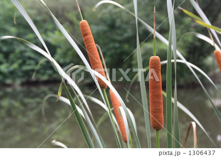 沼のガマの穂 1306437