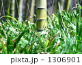 まっすぐ伸びた竹 1306901
