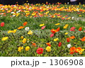 ポピーの花畑 1306908