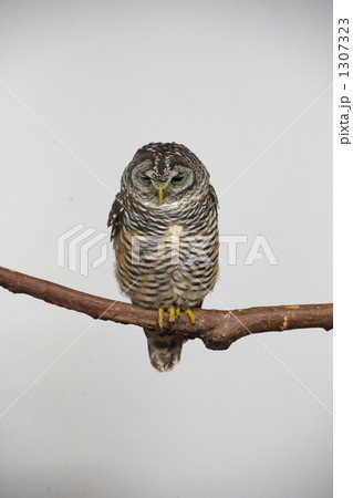 フクロウ1 1307323