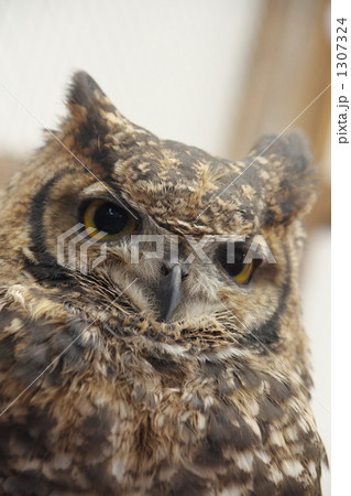 フクロウ2 1307324