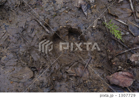 足跡 足跡 1307729