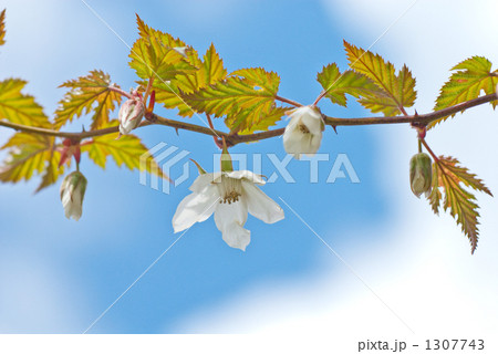 木苺の花 木苺の花 1307743